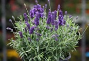 Lavendel