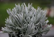 Lavendel