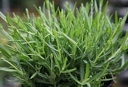 Lavendel
