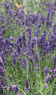 Lavendel