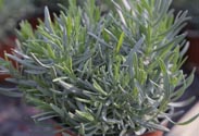 Lavendel