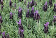Lavendel