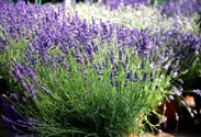 Lavendel