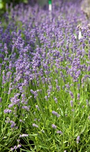 Lavendel