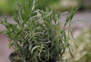 Lavendel