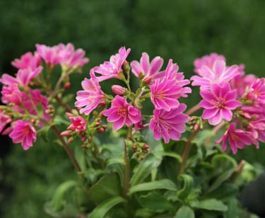 Lewisia