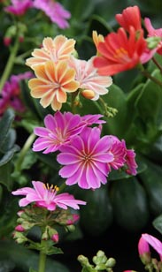 Lewisia
