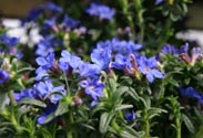 Lithodora