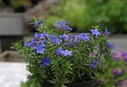 Lithodora