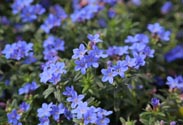 Lithodora