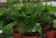 Livingstonia-Palme