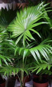 Livingstonia-Palme