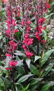 Lobelie Rot