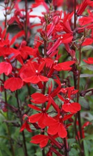 Lobelie
