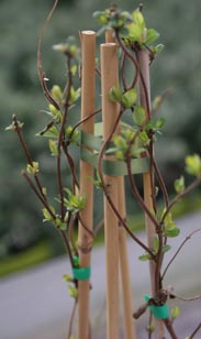 Lonicera