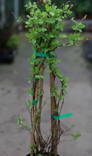 Lonicera