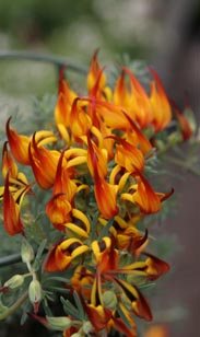 Lotos-Blume