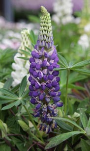 Lupine