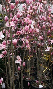 Magnolie