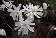 Magnolie