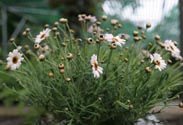 Margerite