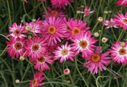 Margerite Busch rosa