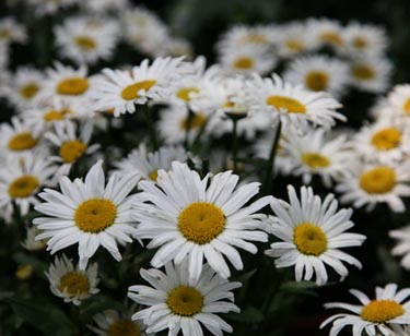 Margeriten-Staude