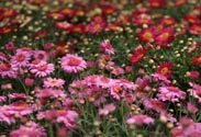 Margerite Rosa
