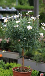 Margeriten-Stamm