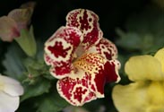 Mimulus