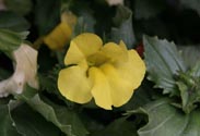 Mimulus