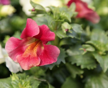 Mimulus