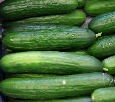 Mini-Gurke