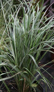 Miscanthus-Gras