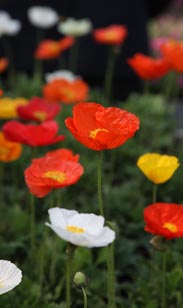 Mohn