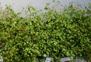 Mühlenbeckia