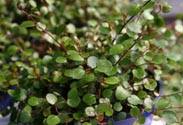 Mühlenbeckia