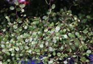 Mühlenbeckia