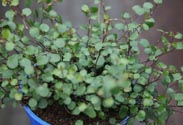 Mühlenbeckia