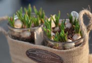 Muscari-Arrangement
