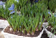 Muscari Korb