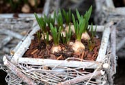 Muscari-Korb