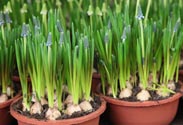 Muscari -Traubenhyazinthe