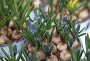 Muscari -Traubenhyazinthe