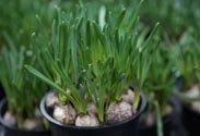 Muscari -Traubenhyazinthe