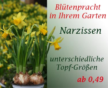 Narzissen