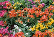 Nemesia
