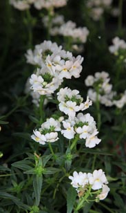 Nemesia
