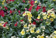 Nemesia