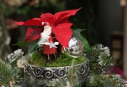Nikolaus m. Weihnachtsstern